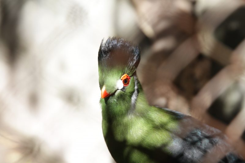 Visitamos el Nido: el aviario más grande de Latinoamérica