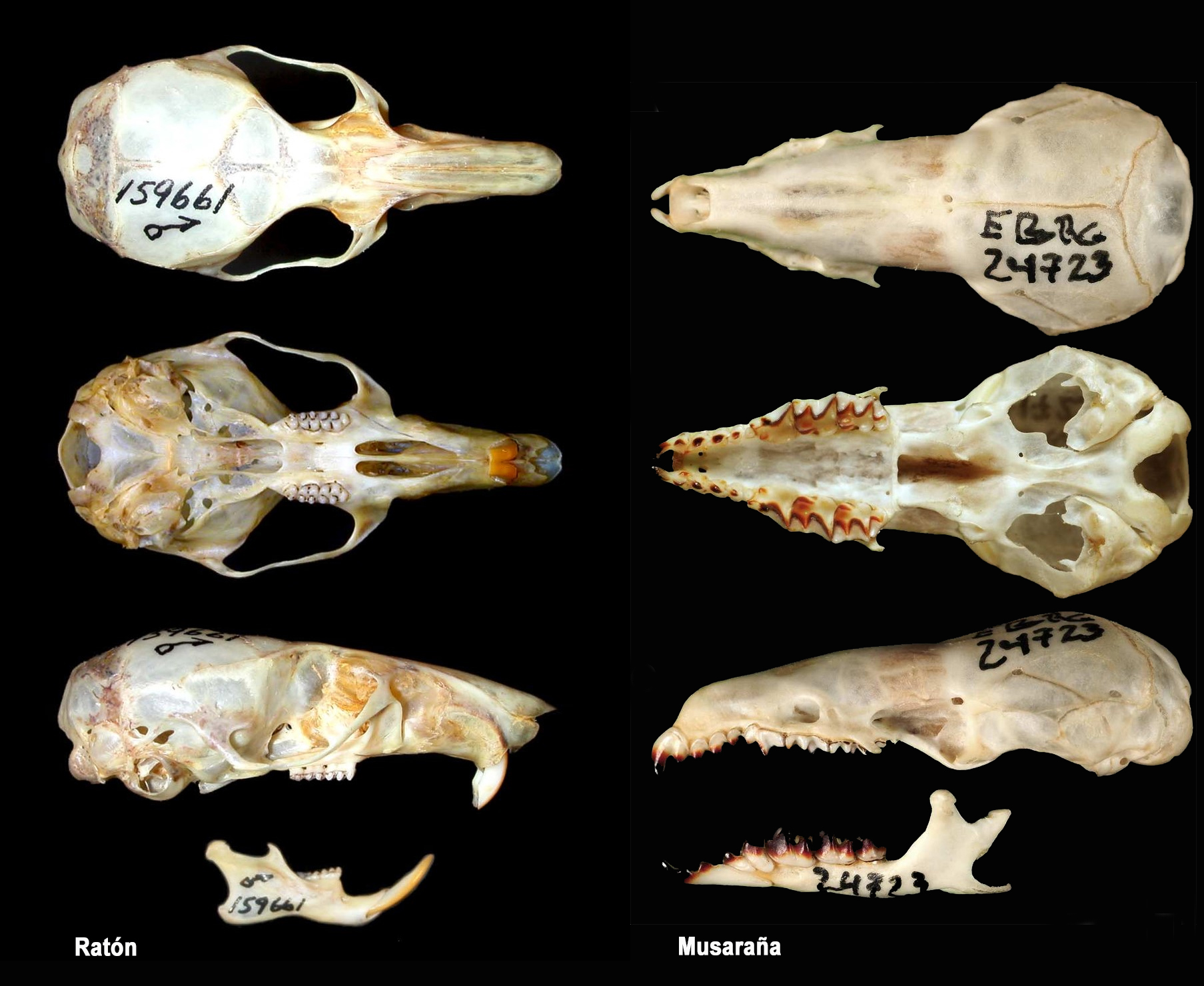 Las musarañas: unas fierecillas indomables - Sociedad de Científicos ...
