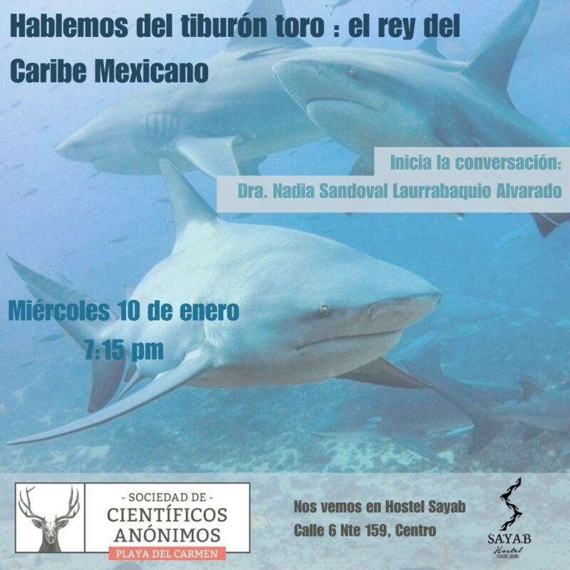 Lanzamiento Científicos Anónimos Playa del Carmen: TIBURÓN TORO