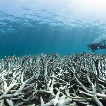 Ecos del Abismo: La Melodía Submarina que Revitaliza Arrecifes