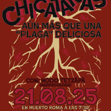 CHICATANAS: más que una “plaga” deliciosa / CDMX