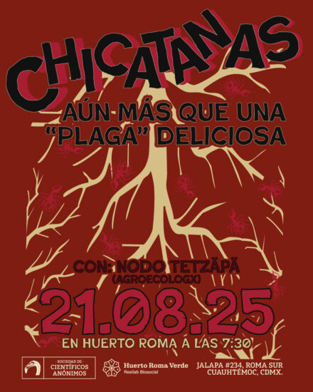CHICATANAS: más que una “plaga” deliciosa / CDMX