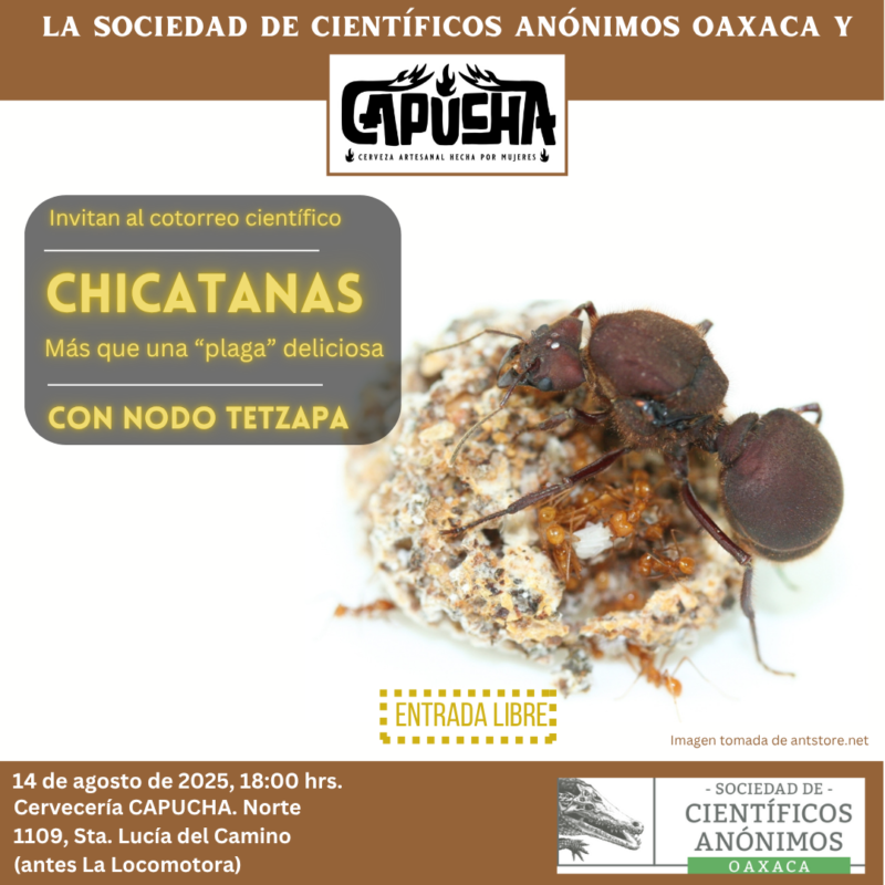 <strong>SCAOAX26: Chicatanas. Más que una “plaga” deliciosa</strong>