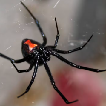 Black Widow