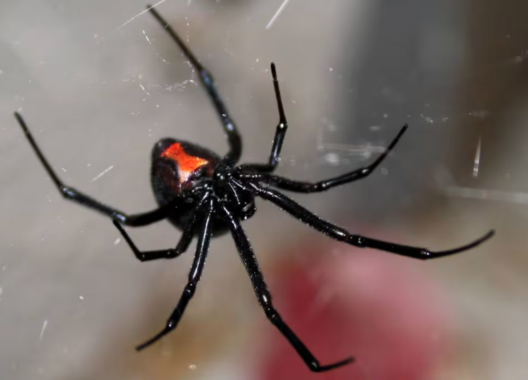Black Widow