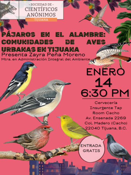 Pájaros en el Alambre: Comunidades de Aves Urbanas en Tijuana / SCA Tijuana