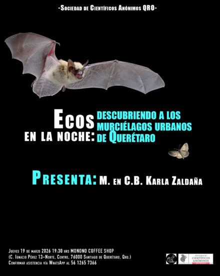 Ecos en la noche: descubriendo a los murciélagos urbanos de Querétaro / SCA Qro