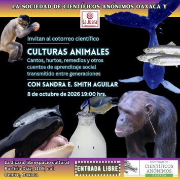 SCAOAX37: Culturas animales. Cantos, hurtos, remedios y otros cuentos de aprendizaje social transmitido entre generaciones / Oaxaca