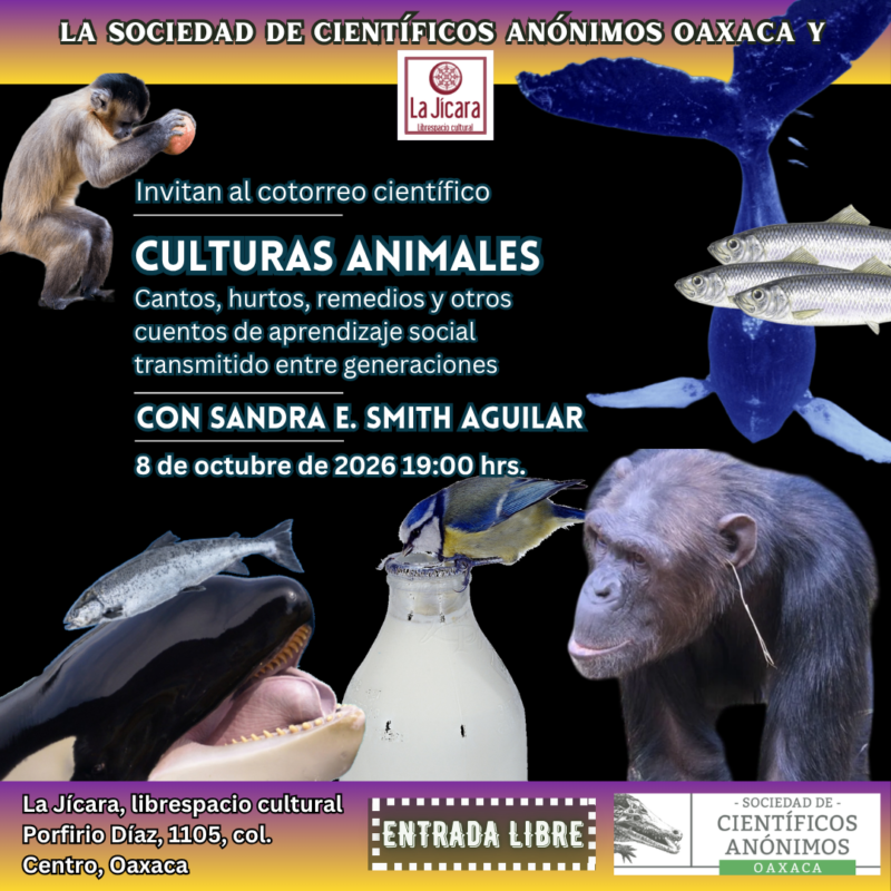 SCAOAX37: Culturas animales. Cantos, hurtos, remedios y otros cuentos de aprendizaje social transmitido entre generaciones / Oaxaca