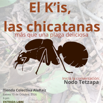 El K’is, las chicatanas: más que una plaga deliciosa / San Cris