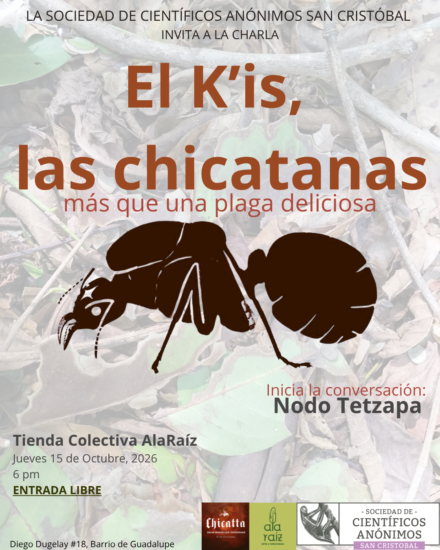 El K’is, las chicatanas: más que una plaga deliciosa / San Cris